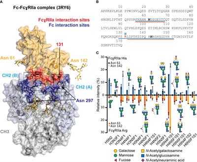 Function-structure approach reveals novel insights on the interplay of Immunoglobulin G 1 proteoforms and Fc gamma receptor IIa allotypes